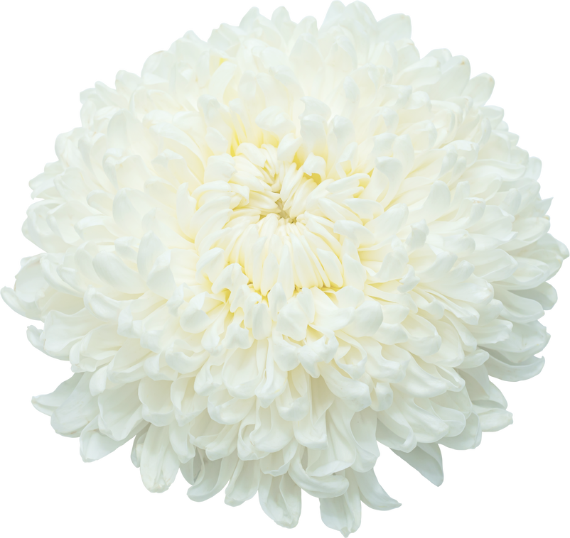 White Chrysanthemum Flower